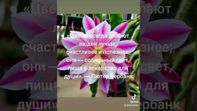 #цветы #душа